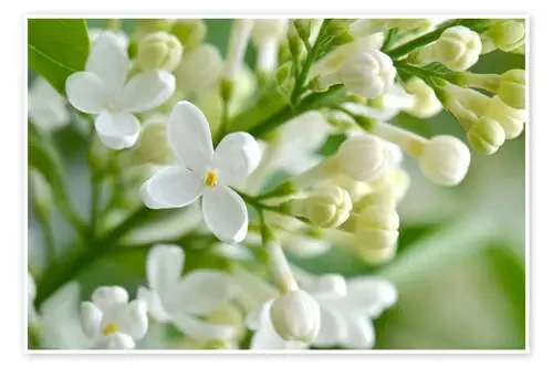 Lilacs de Atteloi