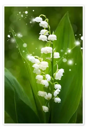 Lily of the valley de Steffen Gierok
