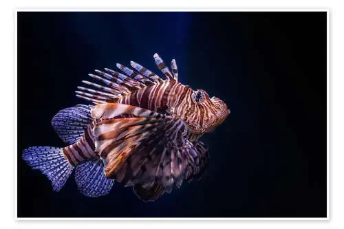 Lionfish de Holger Bücker (BuPix)