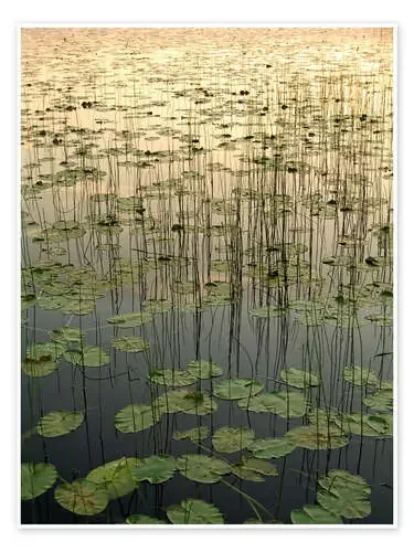 Lirios de agua en el lago Deadman de Gina Bringman Design Pics
