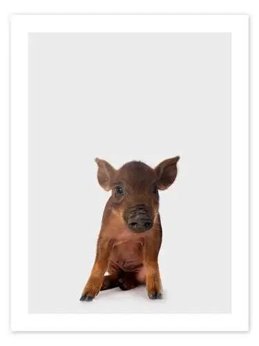 Little Piglet de Animal Kids Collection Editors Choice