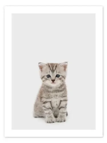 Little Tiger de Animal Kids Collection Editors Choice