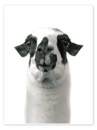 Llama adorable II de Laura Marshall Wild Apple Graphics
