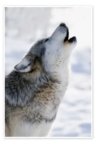 Lobo gris aullando de Mark Newman Design Pics