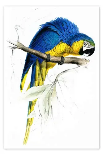 Loro azul y amarillo de Edward Lear Master Collection