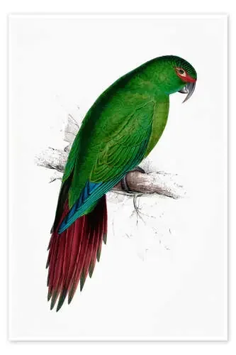 Loro choroi de Edward Lear Master Collection