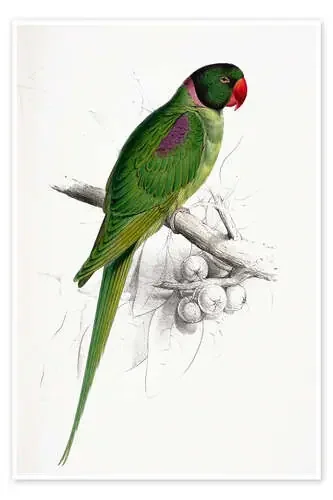 Loro en la rama de Edward Lear Master Collection