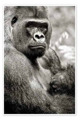 Lowland Gorilla imageBROKER