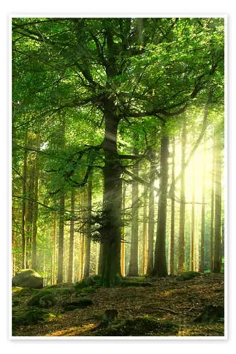 Luz en el bosque de Nadine Conrad