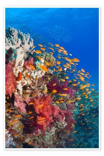Lyretail anthias feeding on a reef de Georgette Douwma Science Photo Library