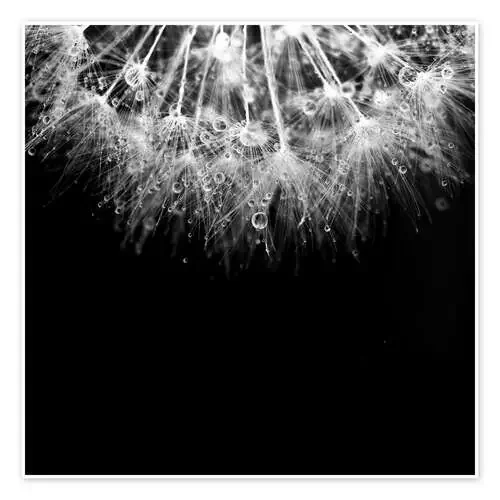 Macro de un diente de león Editors Choice