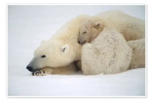 Madre de oso polar con cachorro de Kenneth Whitten Design Pics