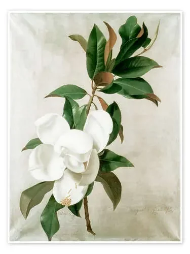 Magnolia blanca de Adolf Senff Master Collection