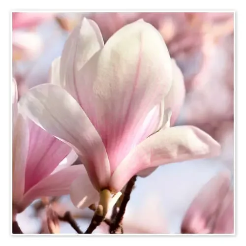 Magnolia blossom in the sunshine de Atteloi