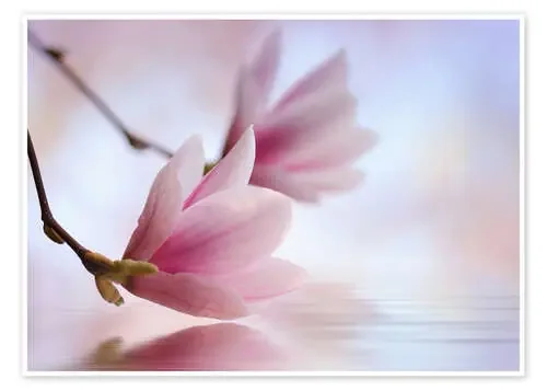 Magnolia blossoms by the water de Atteloi