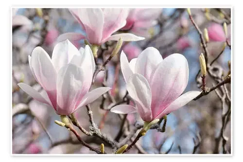 Magnolia Blossoms II de Atteloi
