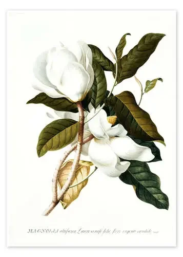 Magnolia de Georg Dionysius Ehret Bridgeman Images