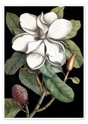Magnolia de Mark Catesby Bridgeman Images