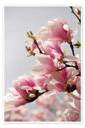 Magnolia de Momentaufnahme