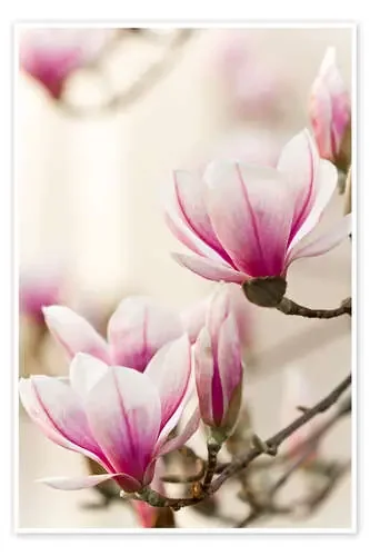Magnolia I de Jan Schuler