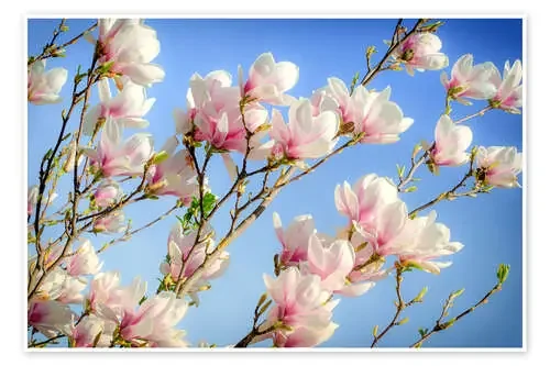 Magnolia I de Steffen Gierok