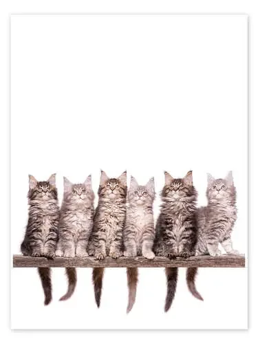 Maine Coon Kitten de Animal Kids Collection Editors Choice