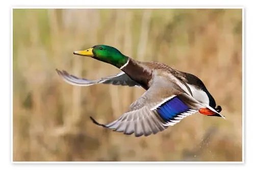 Mallard en vuelo de Ken Archer Danita Delimont