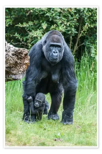 Mama Gorilla with Baby Gorilla de Ingo Gerlach