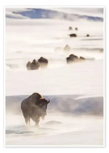 Manada de bisontes en la nieve de Elizabeth Boehm Danita Delimont