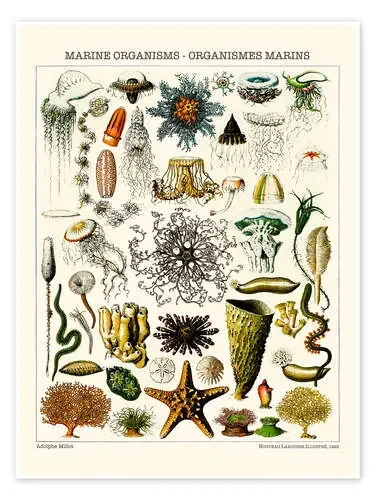 Marine Organisms, 1923 de Adolphe Millot Bridgeman Images