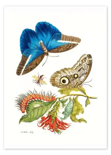 Mariposa con alas de pájaro de Maria Sibylla Merian Master Collection