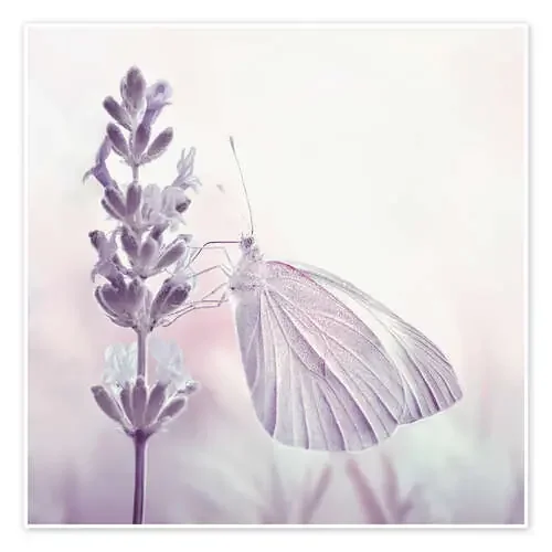 Mariposa sobre una flor, (detalle) de Atteloi