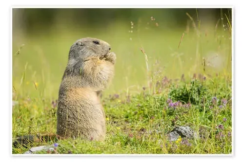 Marmot in Summertime de Dieter Meyrl