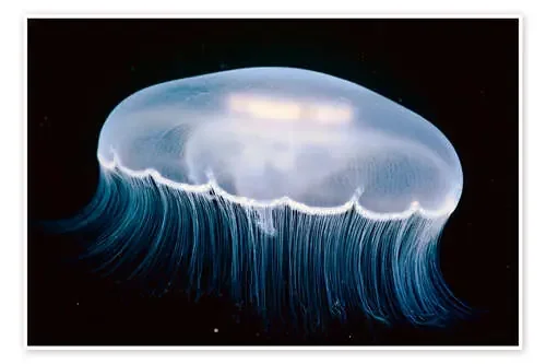 Medusas de la luna de Thomas Kline Design Pics