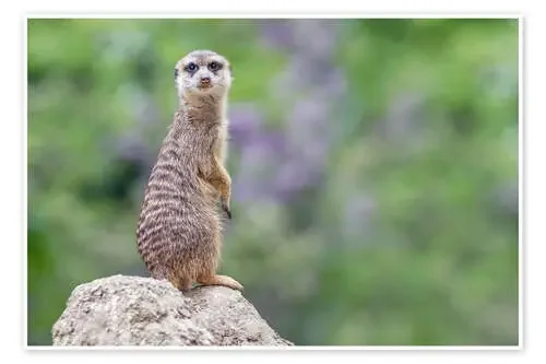 Meerkats de WildlifePhotography