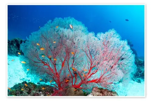 Melithaea sea fan and lyretail anthias Science Photo Library