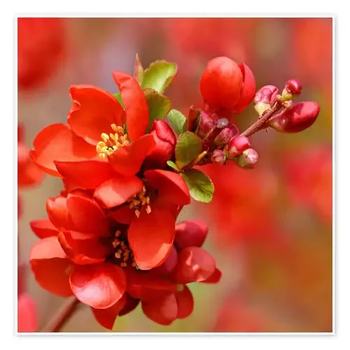 Membrillo ornamental japonés, rojo de Atteloi