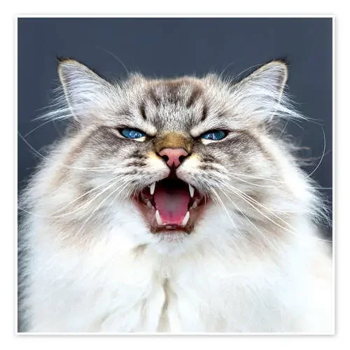 Meow de Heidi Bollich