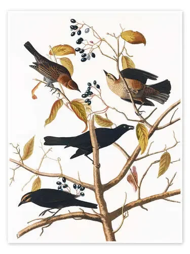 Mirlo de John James Audubon akg-images
