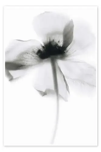 Mono Poppy de Magda Izzard