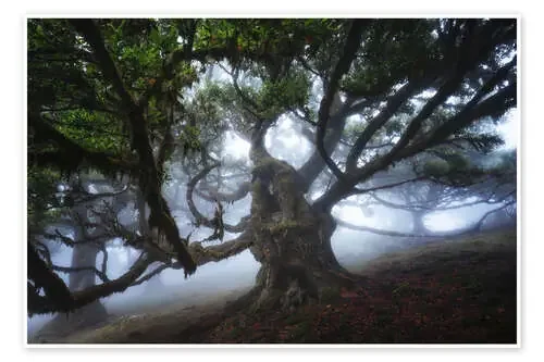 Monster tree of Madeira de Martin Podt