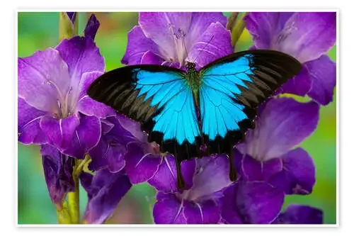 Montaña de Swallowtail de Darrell Gulin Danita Delimont