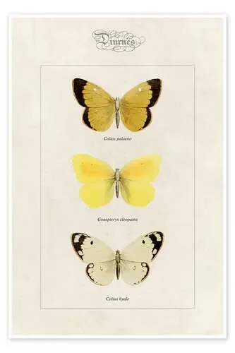 Moorland clouded yellow, cleopatra and pale clouded yellow de Alexis Nicolas Noel Master Collection
