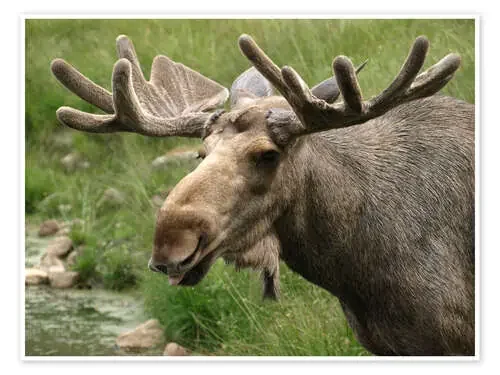 Moose Editors Choice