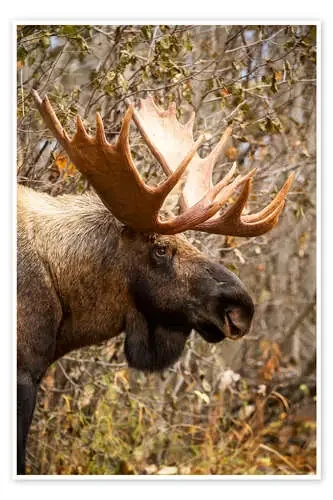 Moose en perfil de Doug Lindstrand Design Pics