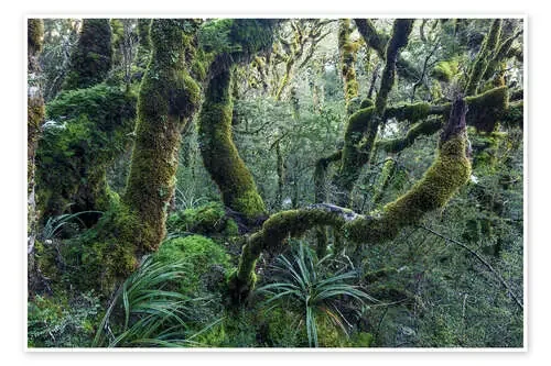 Mossy rainforest of Routeburn track, New Zealand de Matteo Colombo