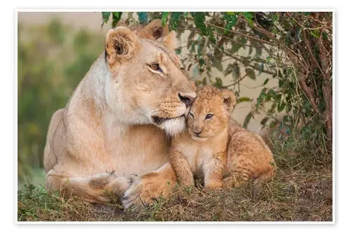 Mother love at the lion de Ingo Gerlach