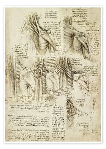 Músculos de la columna vertebral de Leonardo da Vinci Master Collection