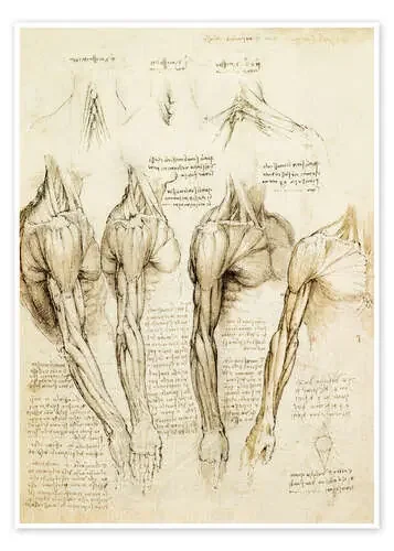 Músculos del hombro, brazo y cuello de Leonardo da Vinci Master Collection