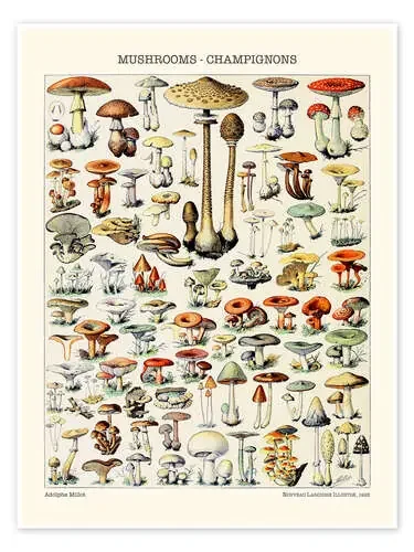 Mushrooms, 1923 de Adolphe Millot Bridgeman Images